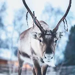 Unelmasaeleikkoe 2