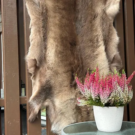 Unelmasaeleikkoe 2 Kittilä