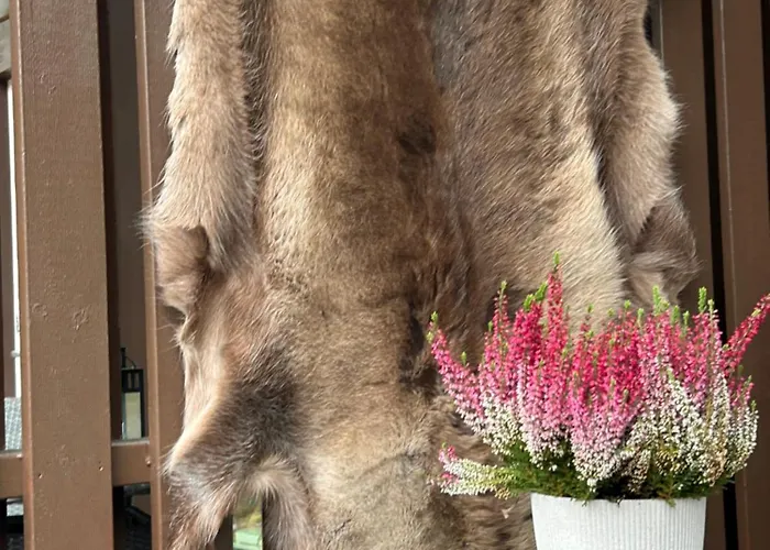 Unelmasaeleikkoe 2 Kittilä